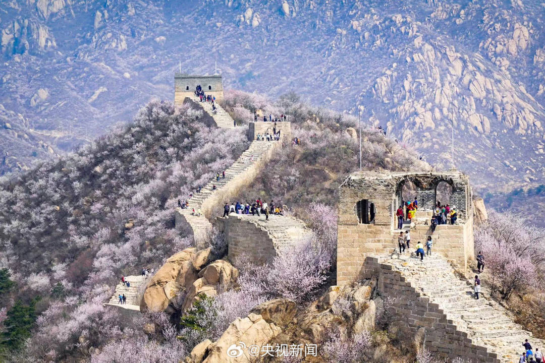 分享美景！长城山花开成粉色海洋