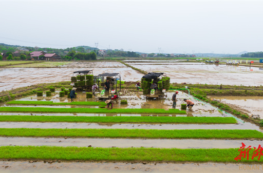 永州市冷水滩：早稻插秧忙 高标准农田染“新绿”