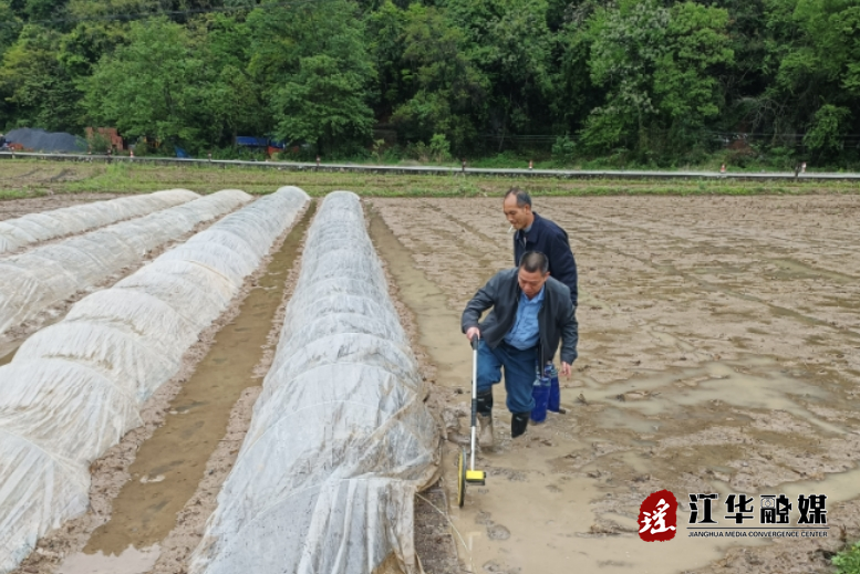 江华小圩壮族乡2024年早稻生产集中育秧验收工作圆满完成
