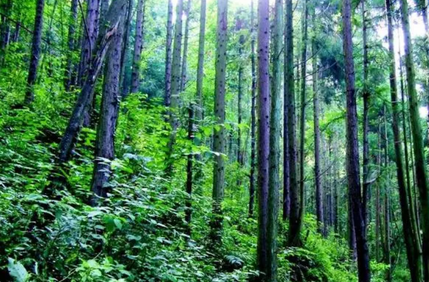 资阳公安保障森林资源安全招数多