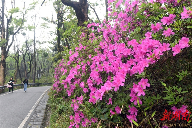 Blooming Azalea Flowers on Yuelu Mountain