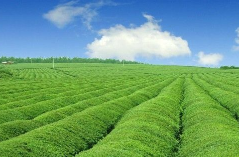 江华：做优茶叶经济促进乡村振兴