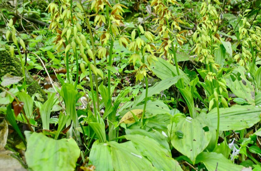 石门：壶瓶山花的“春日来信”，介绍了新发现的兰科植物