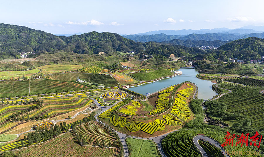 4月12日,安化县茶乡花海生态文化体验园,格桑花,虞美人,西伯利亚鸢尾