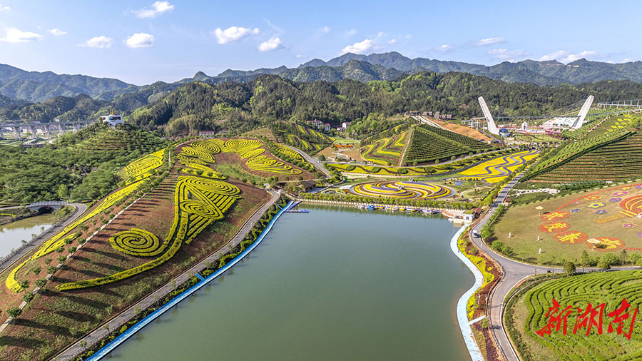 茶乡花海图片