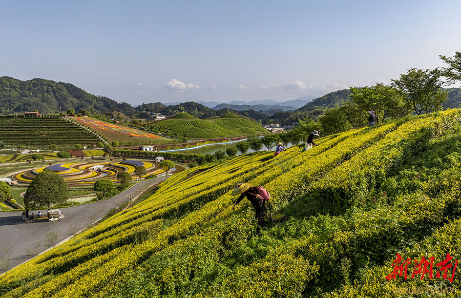 茶乡花海图片