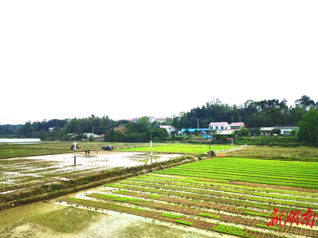 长沙县安沙镇的春耕现场。
