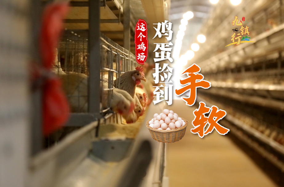 视频︱《九镇行》第3期 一起来了解冷水滩蛋鸡产业