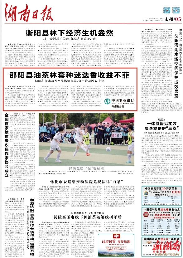 邵阳县油茶林套种迷迭香收益不菲丨湖南日报市州头条