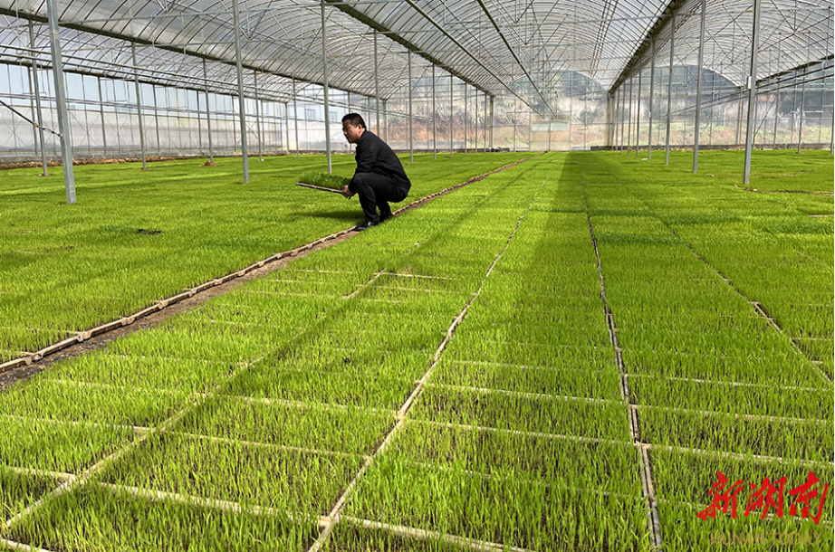 Villagers Busy with Spring Farming in Liuyang