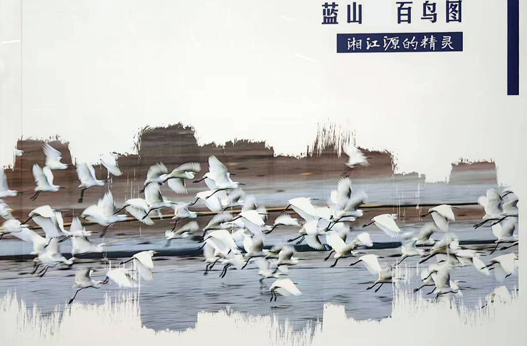 唐盛利拍摄《蓝山百鸟图》，追逐湘江源头舞动的“精灵”@湖南日报