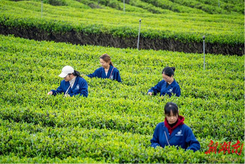 Intern Tea Making Students Participate in Tea-related Production Internship - Hunan News ...
