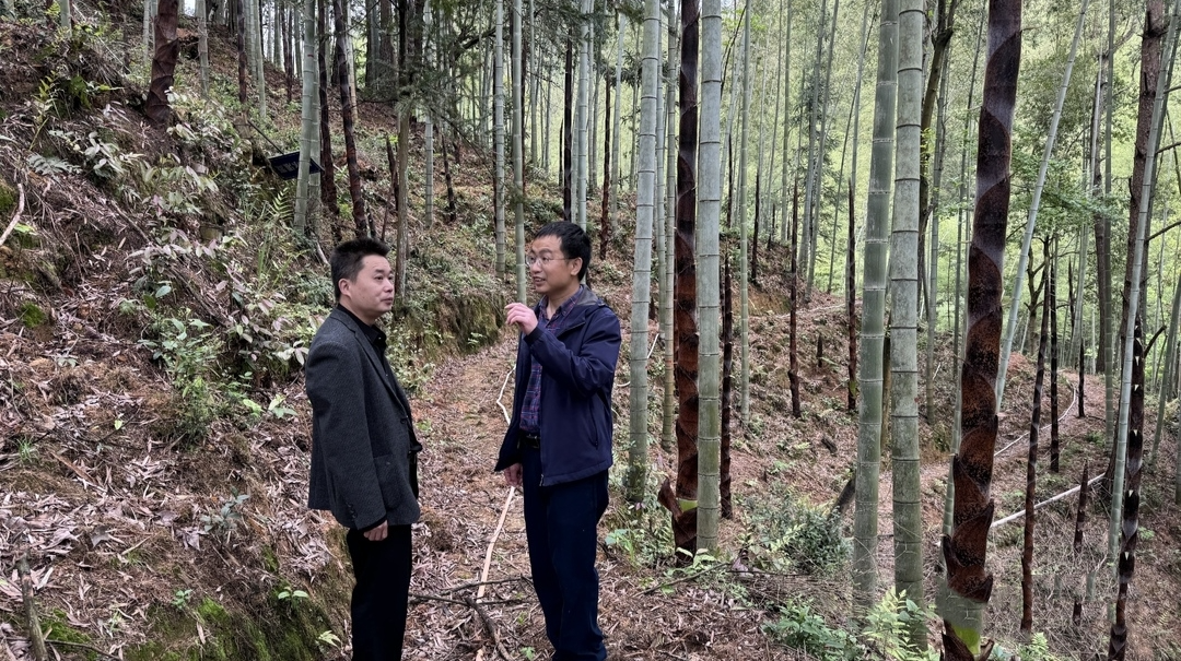科技赋能竹产业发展，省林科院专家来靖州传经送宝