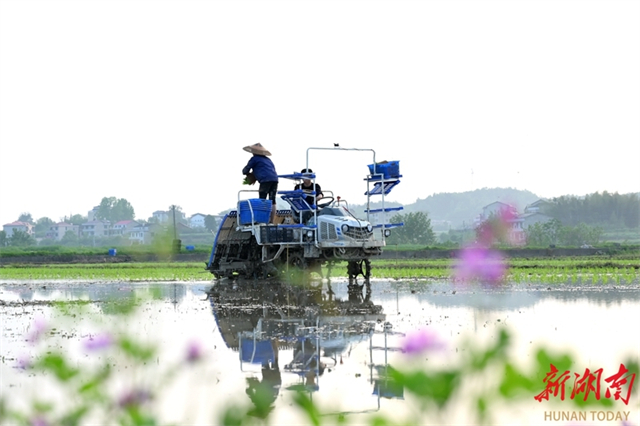 In Pics: Farmers Busy Transplanting Rice Seedlings Across Hunan