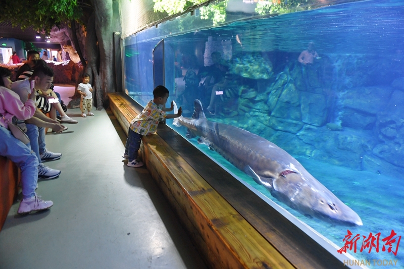 Chinese Sturgeons Move into Changsha Sea World - Hunan News - 新湖南