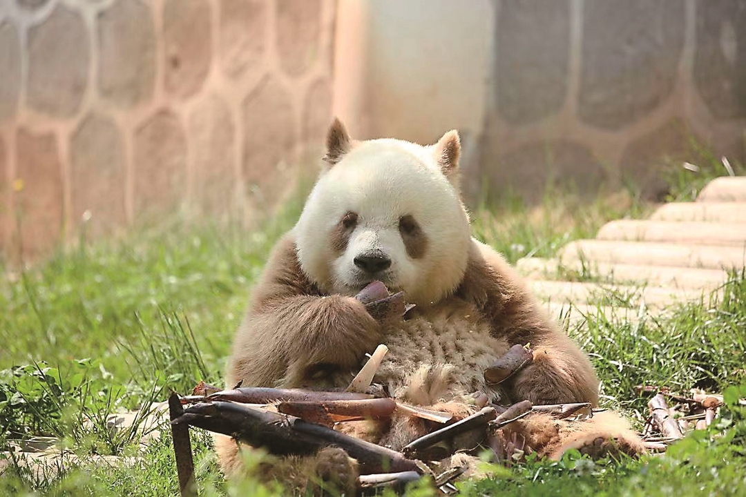 研究揭开大熊猫“变色”之谜