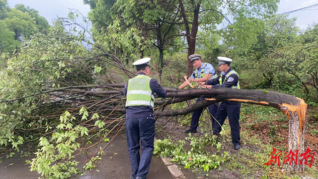 道县：树木刮倒阻交通 交警清理保畅通