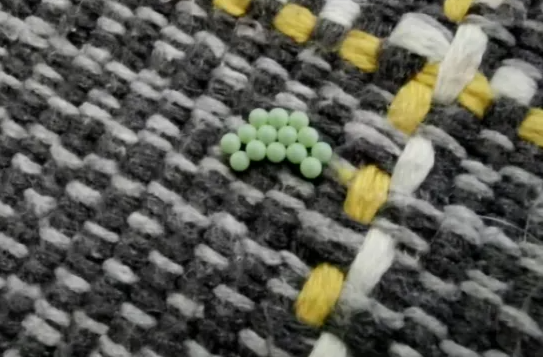 别碰，快检查阳台衣服！多地已出现