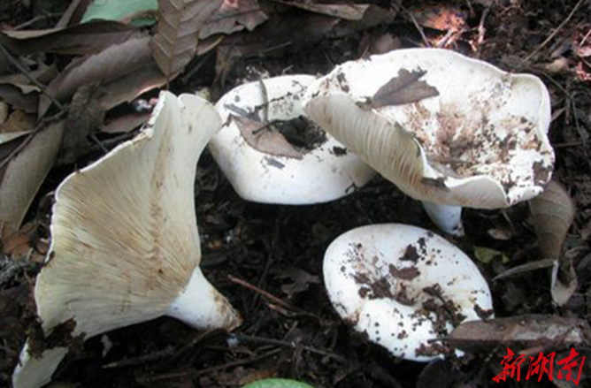 【危险！警惕蘑菇杀手】认识常见毒蘑菇（二）——日本红菇