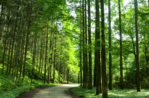 集体林改政策专题培训赋能林草高质量发展