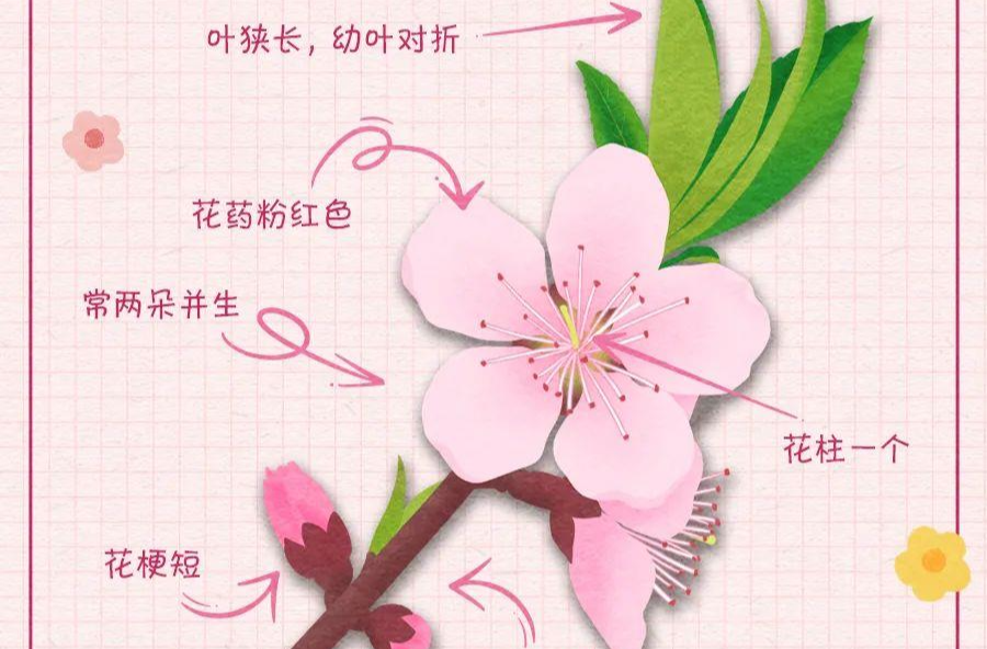 转存！春日出游简单又好记的识花手册来啦