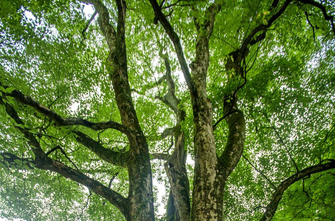 益阳市林业局持续加强古树名木保护工作
