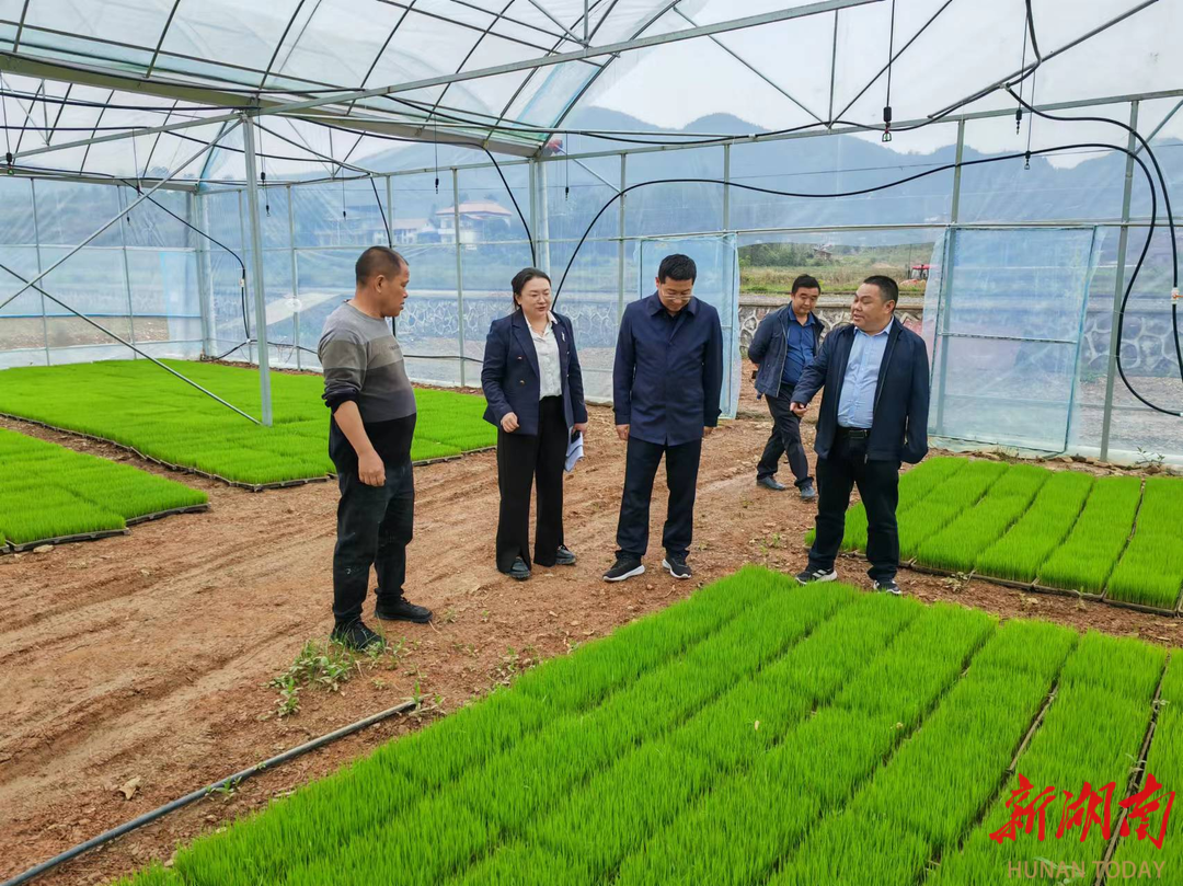双牌县农业农村局：抓好粮食生产根基，持续优化营商环境