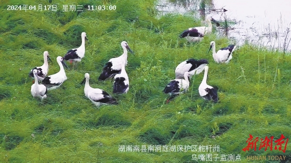 首次发现! “鸟中国宝”东方白鹳在湘繁殖@湖南日报