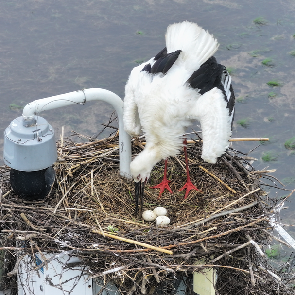“鸟中国宝”洞庭湖畔筑巢产卵，东方白鹳或成湖南留鸟
