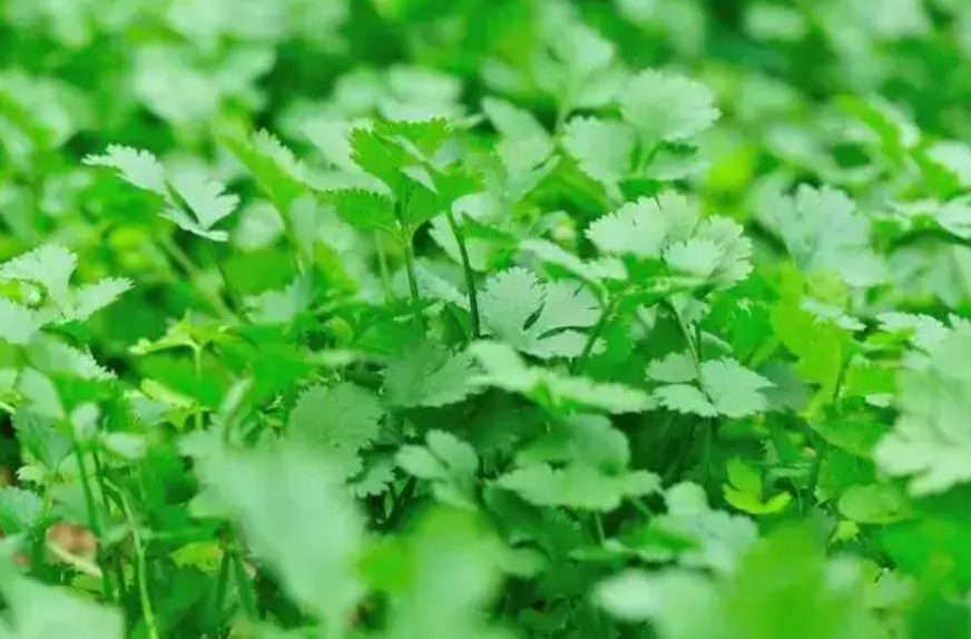 今日科普 | 不吃香菜是天生的？还与基因有关？