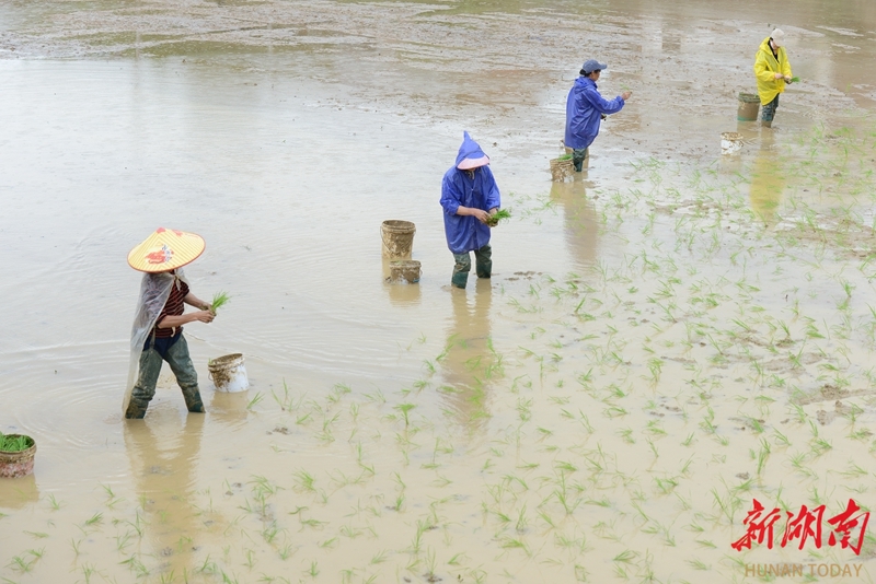 谷雨农事活动图片