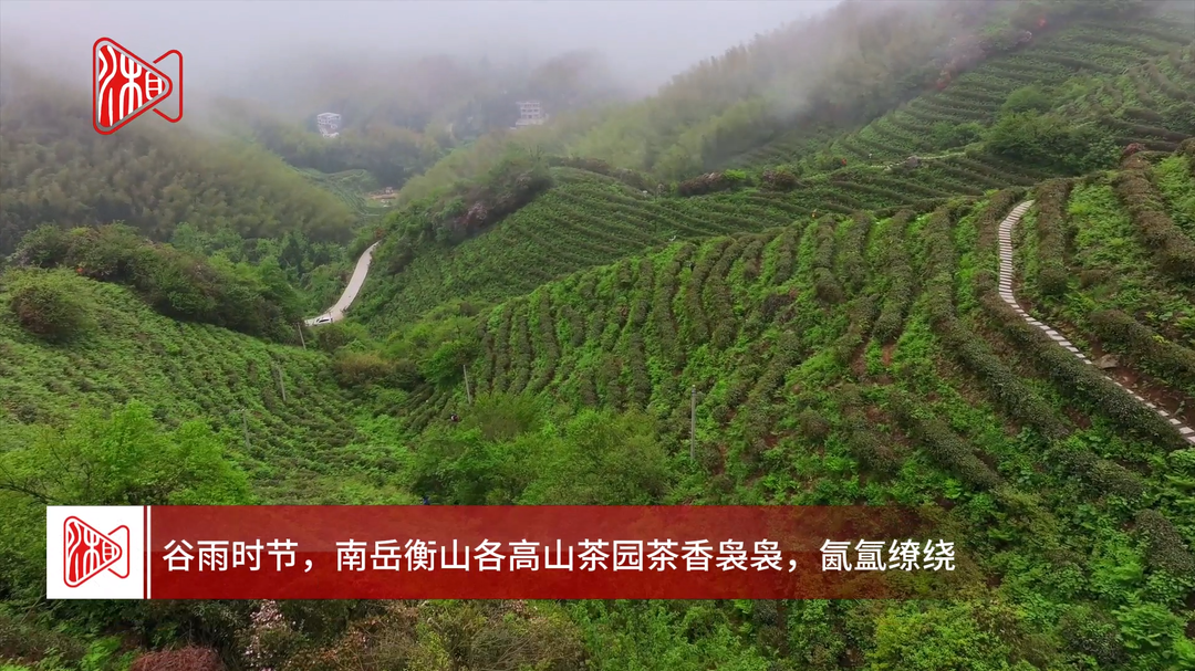南岳：云雾深处茶飘香 谷雨时节采茶忙