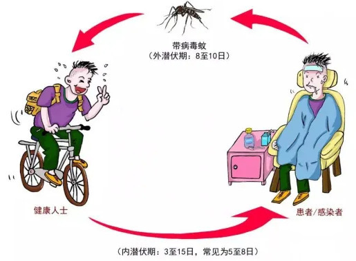 什么是登革热？得了登革热如何治疗？这份医用小贴士请查收→