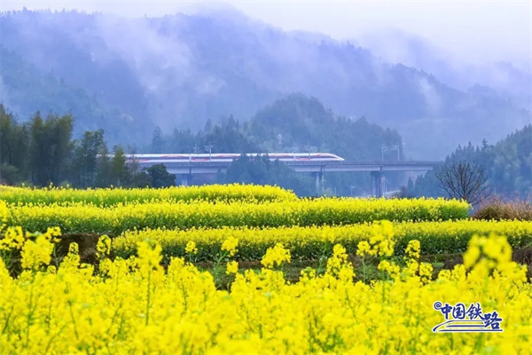 Train Passengers Left in Awe of Breathtaking Golden Rapeseed Flower Fields