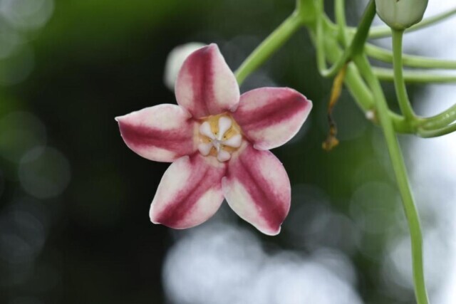 我国科研人员发现植物新种“秉滔大花藤”