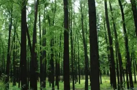 新质生产力赋能森林碳汇高质量发展