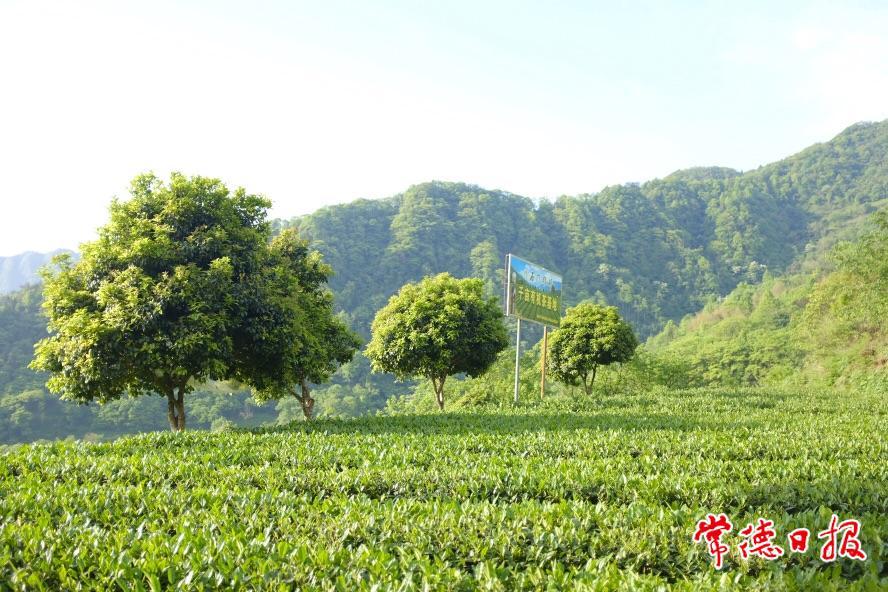 石门县去年茶叶综合产值达32亿元