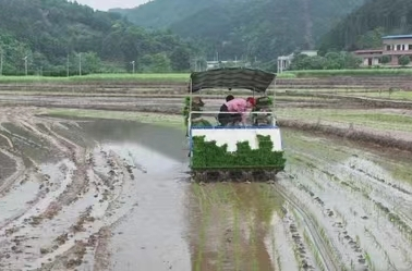 衡阳县：44.5万亩早稻机插秧全面启动  今年，该县计划创建双季稻万亩示范片6个、千亩示范片42个、百亩示范点825个