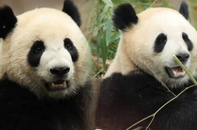 官宣！这两只大熊猫将远赴他国