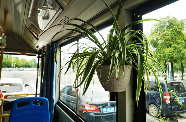 图片新闻│摆绿植 放雨伞 怀化这辆公交车有点“暖”