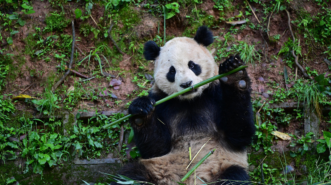 中美开启新一轮大熊猫保护合作，大熊猫“云川”和“鑫宝”将赴美