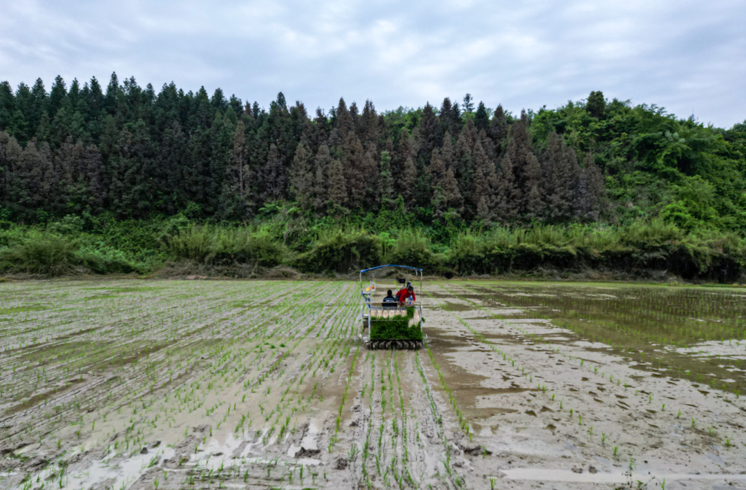 奋进的春天 | 会同县：首批水稻机械育苗已经成熟 进入插秧期