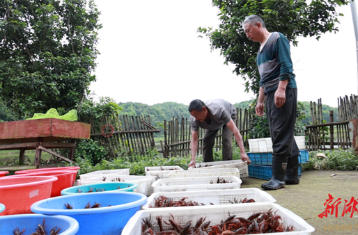 “龍蝦季”悄然而至 永州冷水灘小龍蝦搶“鮮”上市