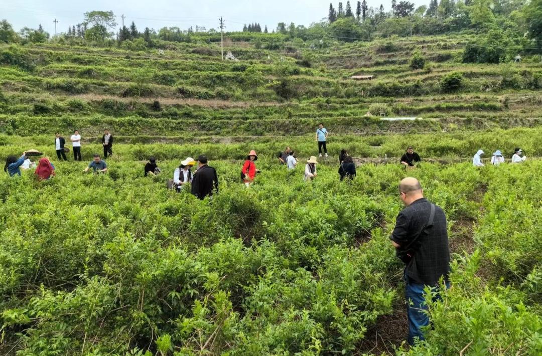 吉首大学商学院赋能五官村莓茶产业发展