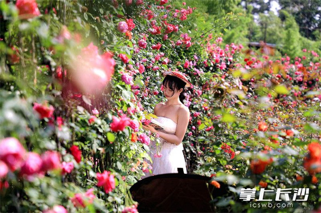 Chinese Roses Bloom at Hunan Botanical Garden