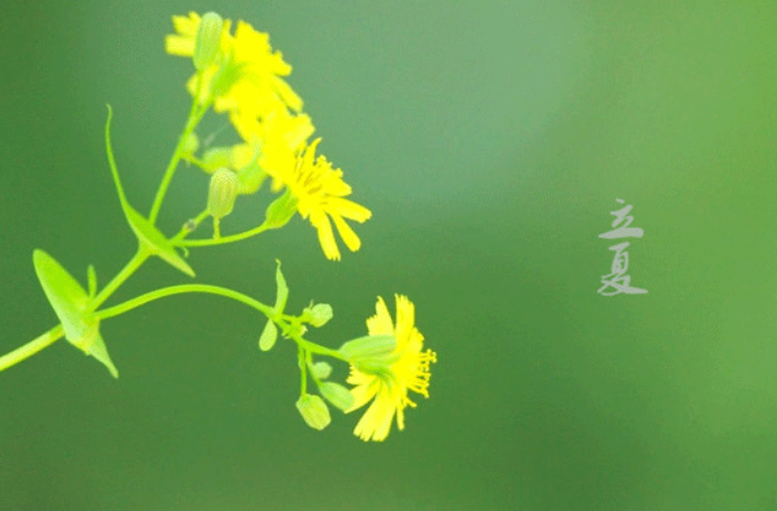 立夏节气，一图看全国哪里气温飙升夏将近