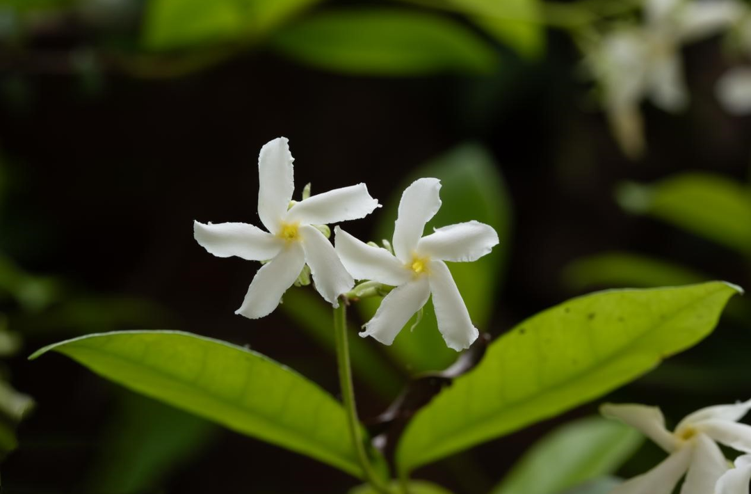 节气湖南·物候|立夏：春生夏长，万物并秀