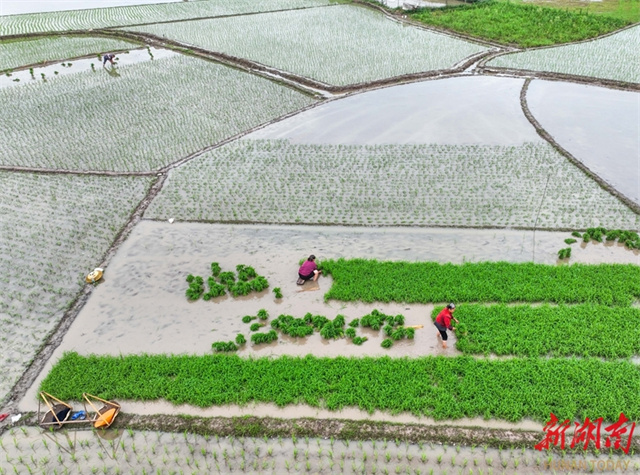 In Pics: Farmers Busy with Farm Work on Lixia Solar Term