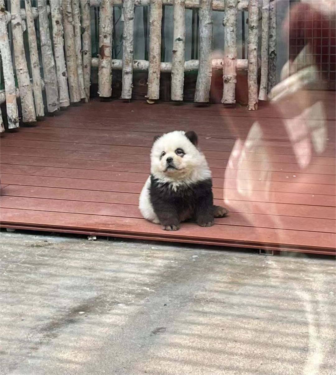 泰州动物园"熊猫犬"引争议,回应:特地引进,引进时已染色