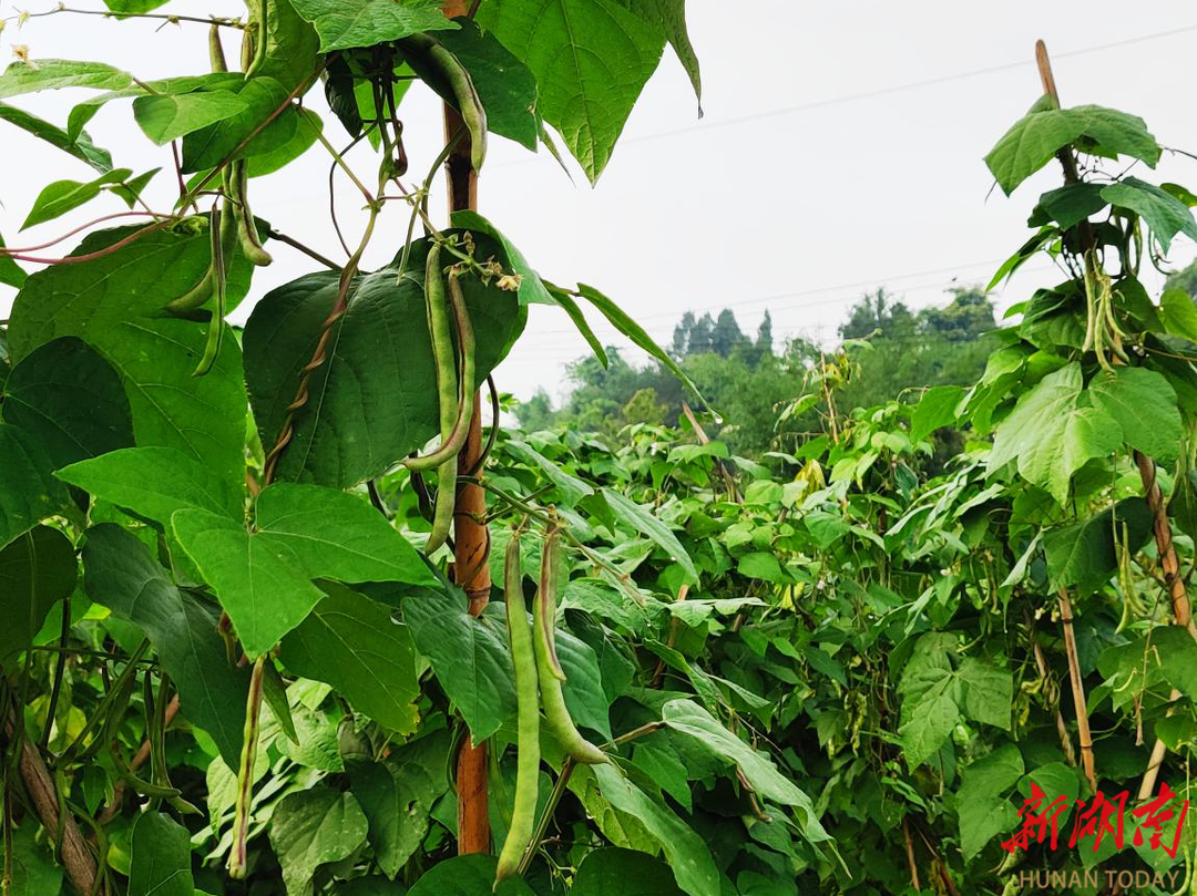 道縣梅花鎮(zhèn)：小豆角種出大希望